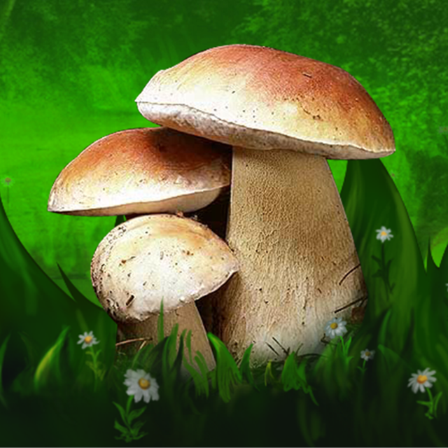 Собираем грибы... высокотехнологично — обзор приложения «Грибы: Большая Энциклопедия»