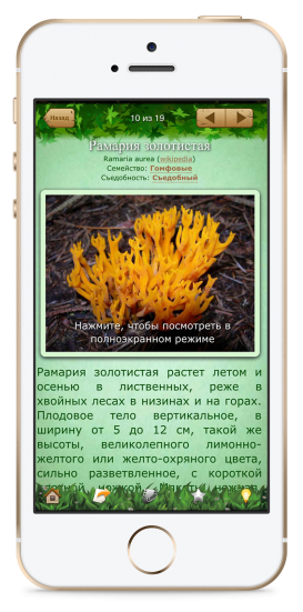 Приложение энциклопедия грибов с распознаванием по изображению (с использованием искусственного интеллекта)